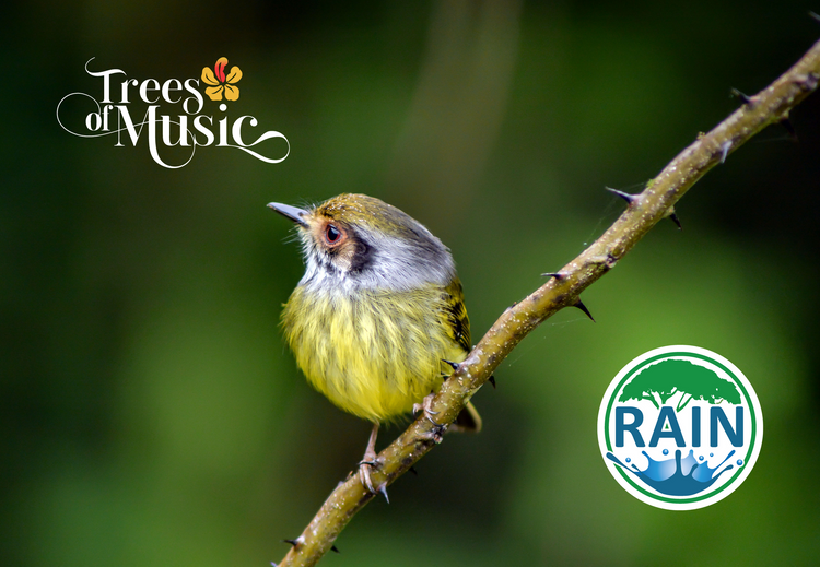 Trees of Music by RAIN: Collaboration with Mestre Poa, Rosimeire and Miriam Margoyles