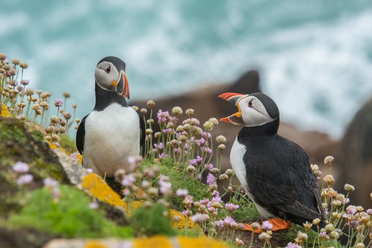 Rights of Nature in Ireland – Towards a Living Island of Rights-Bearing Communities:  Submission to the Irish Citizens’ Assembly on Biodiversity Loss