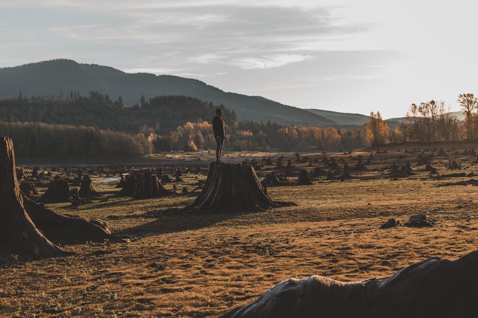 The Potential of the COP26 Declaration on Forests and Land Use as a Nature-Based Solution to the Climate Crisis